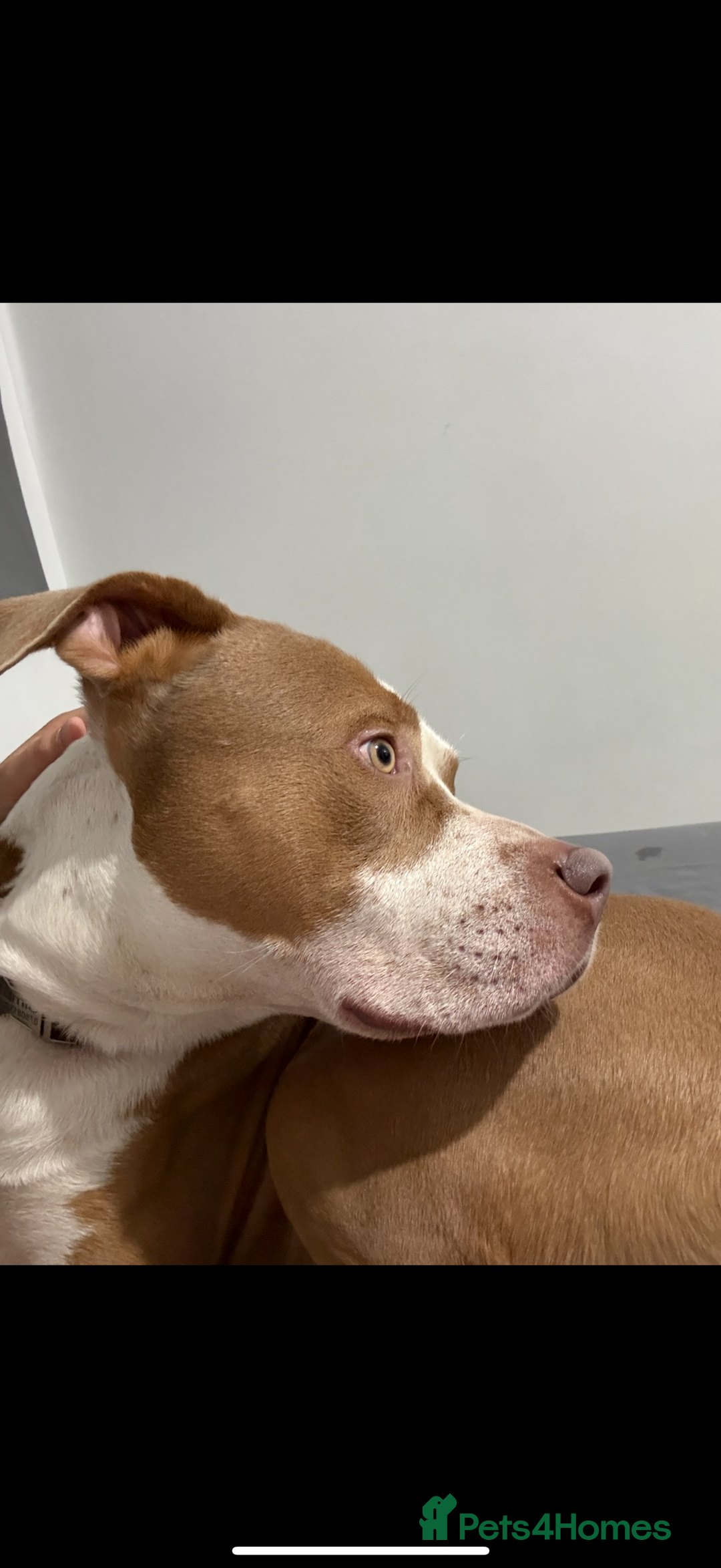 Mixed Breed dogs for sale: Simba  - Image 5