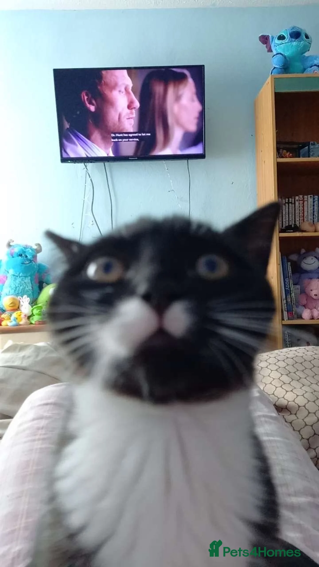 British Shorthair cats for sale: gorgeous black and white girl - Advert 2