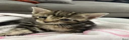 Mixed Breed cats for sale: Mixed Breed Tabby Shorthair Kittens in Sheffield - Advert 18