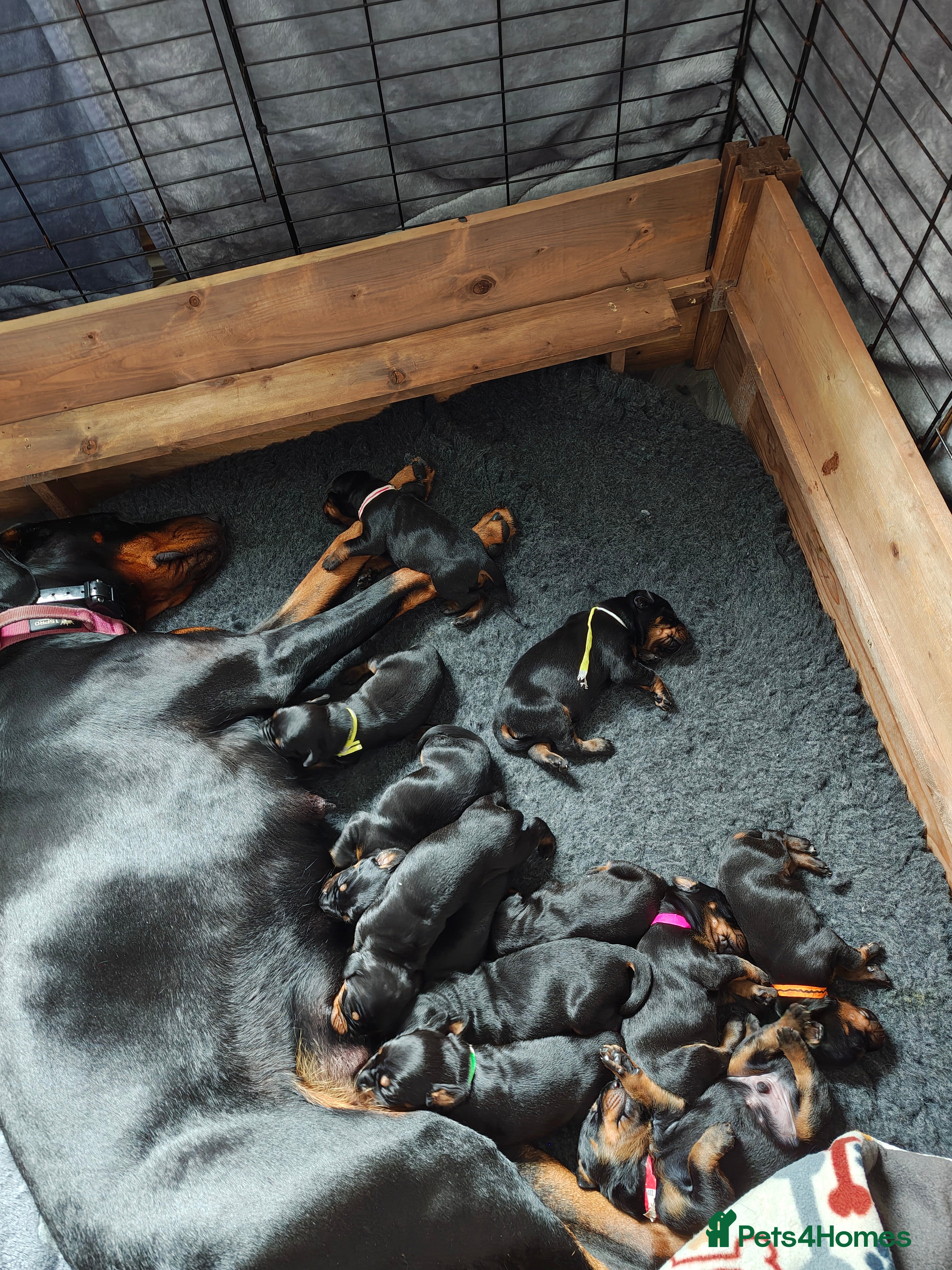 Dobermann dogs Stunning KC reg Doberman puppies  - Advert 2