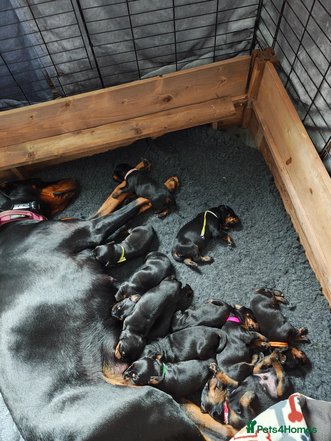 Dobermann dogs for sale: Stunning KC reg Doberman puppies  in St Andrews - Advert 2