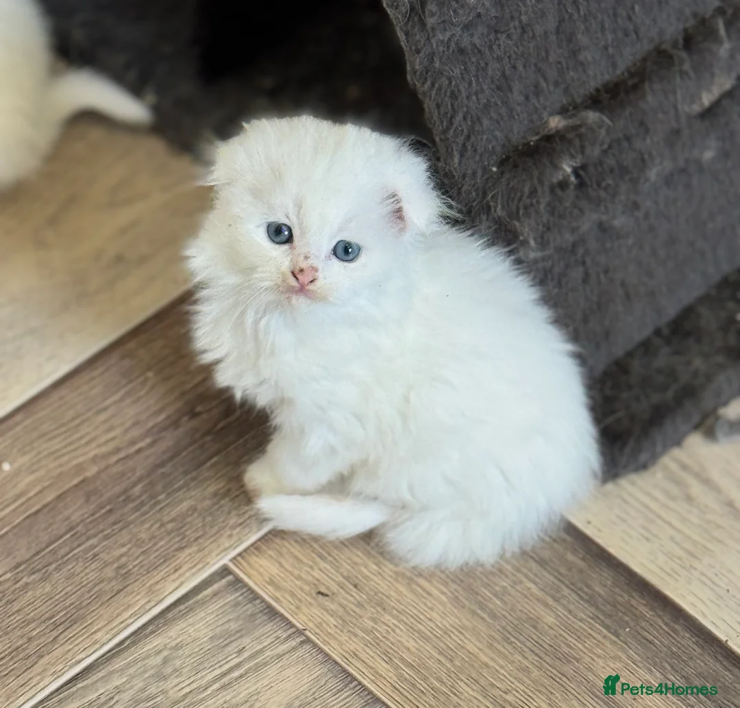 Scottish Fold cats for sale: Kittens - Advert 9