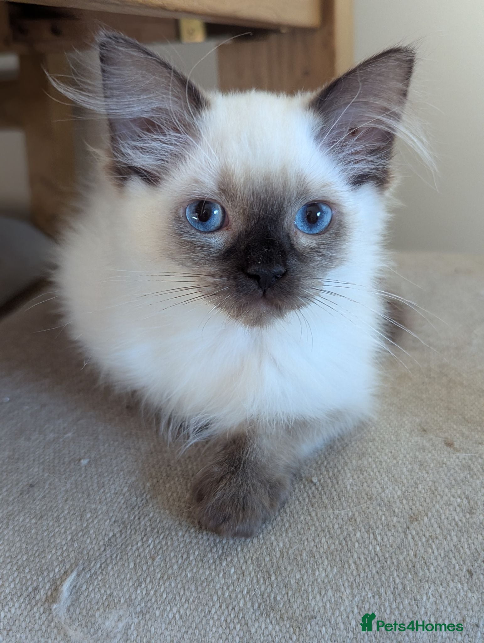 Ragdoll cats 🩵💖🩵READY NOW!!! Stunning ragdolls 💖💖💖 - Advert 18