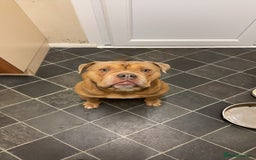 Old Tyme Bulldog dogs for sale: 2 year old old tyme Bruno  - Image 5