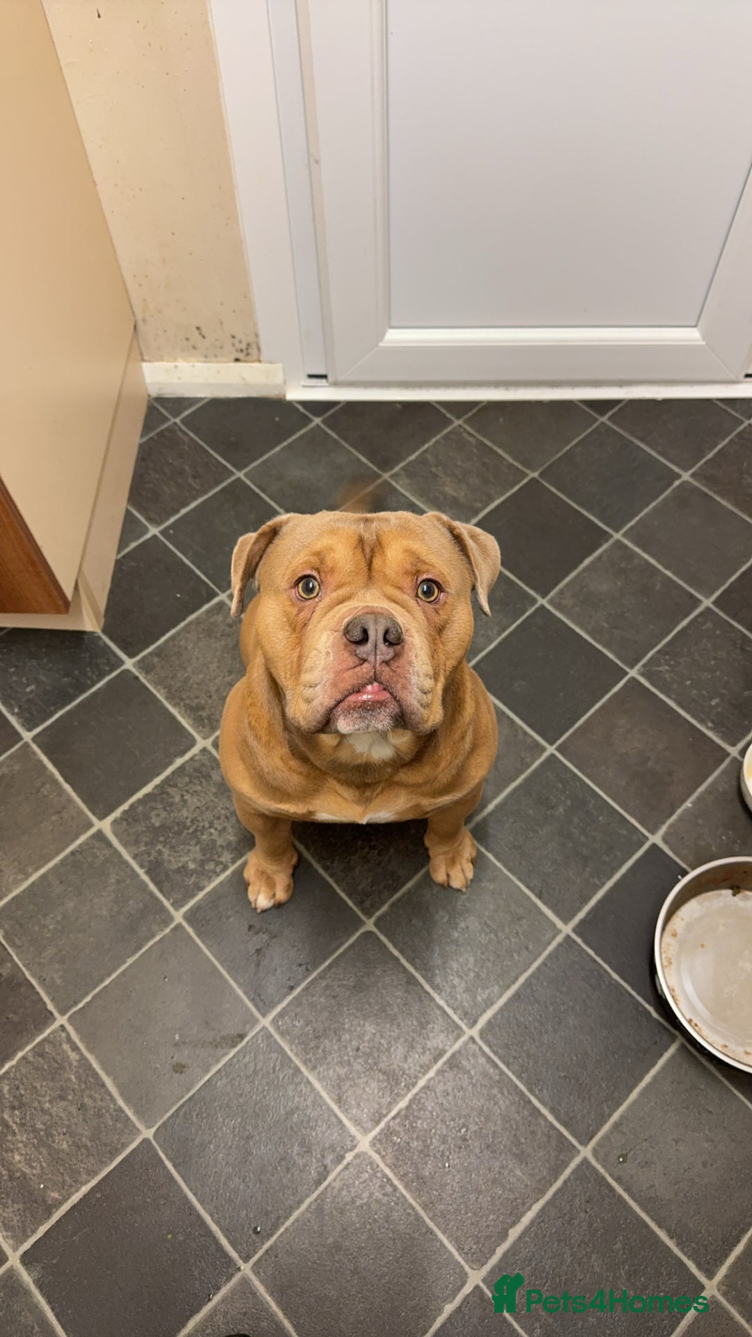 Old Tyme Bulldog dogs for sale: 2 year old old tyme Bruno  - Image 5