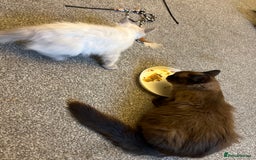 Ragdoll cats for sale: Beautiful ragdoll kittens ready now  - Image 11