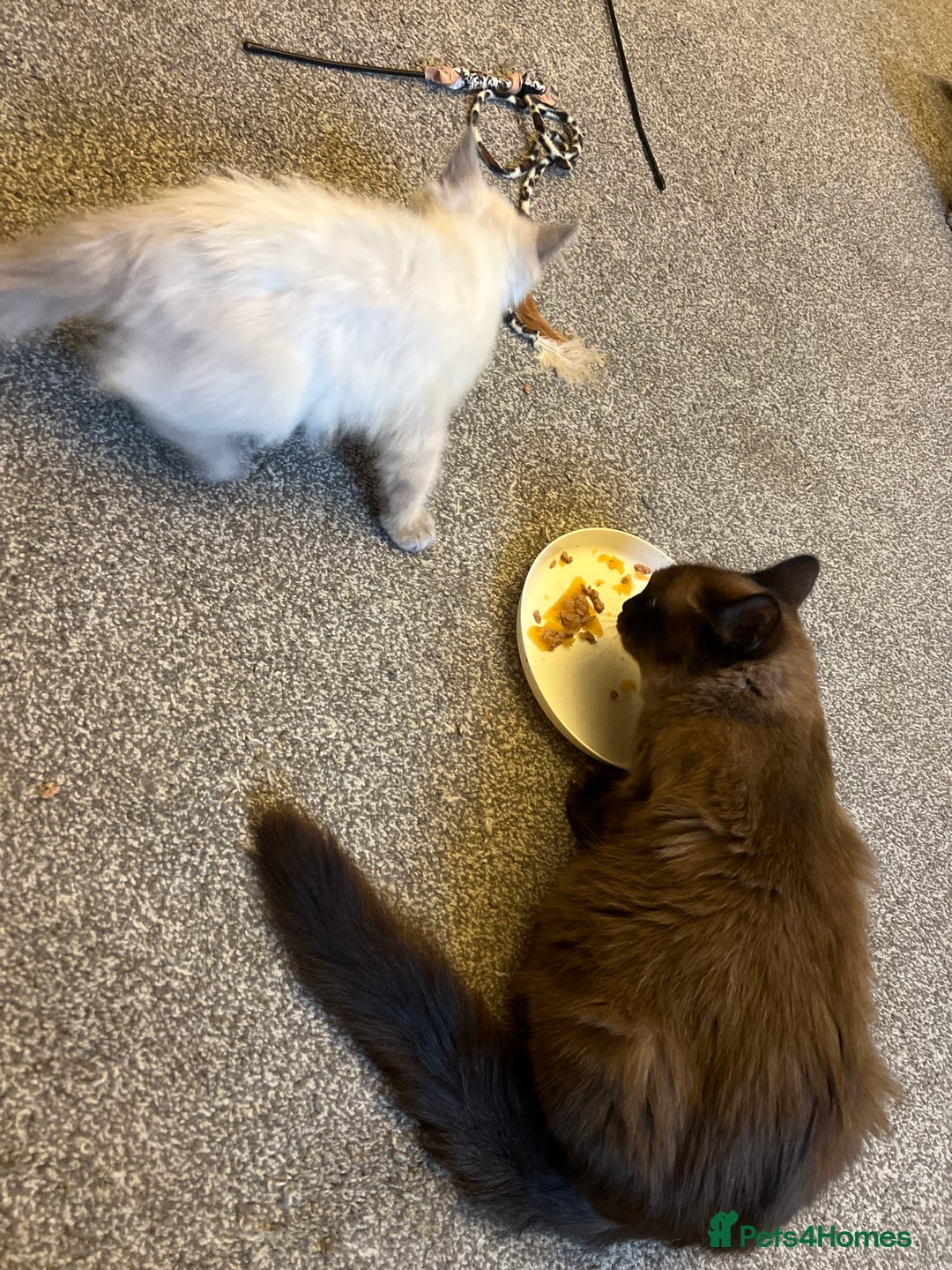 Ragdoll cats for sale: Beautiful ragdoll kittens ready now  - Image 11