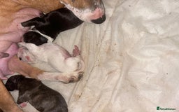 English Bull Terrier dogs for sale: English Bull Terriers  - Image 3