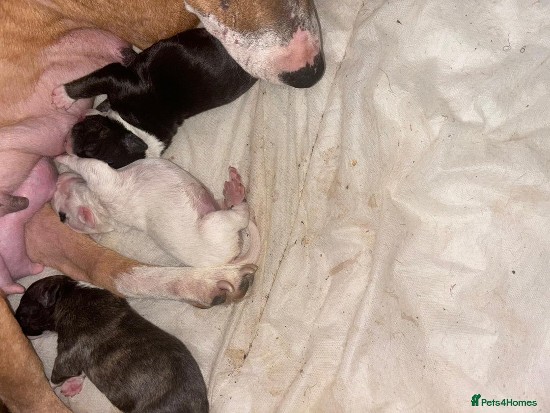 English Bull Terrier dogs for sale: English Bull Terriers  - Image 3