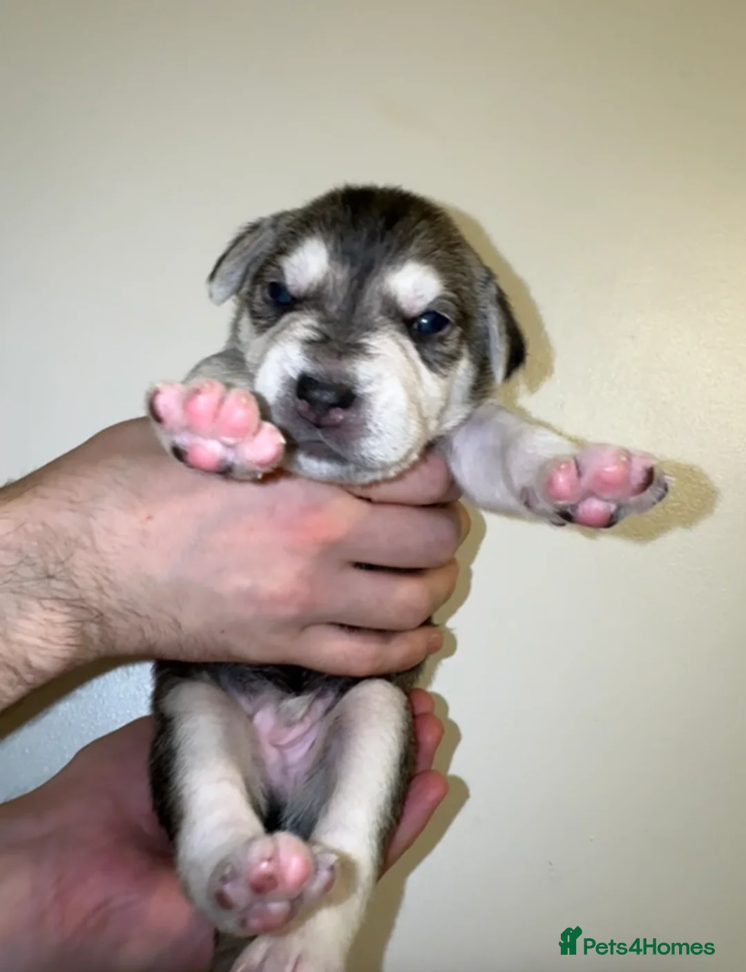 Mixed Breed dogs for sale: 4 mixed breed puppies for sale  - Advert 4