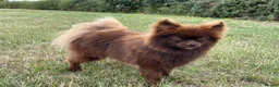 Pomeranian dogs for sale: Beautiful KC Reg girl 5yrs old  - Advert 5