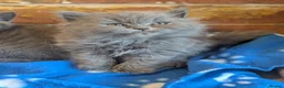 British Shorthair cats for sale: British shorthair and longhair kittens  - Advert 3