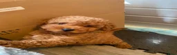 Cavapoo dogs for sale: Cavapoo x Asian poodle puppies  - Advert 10