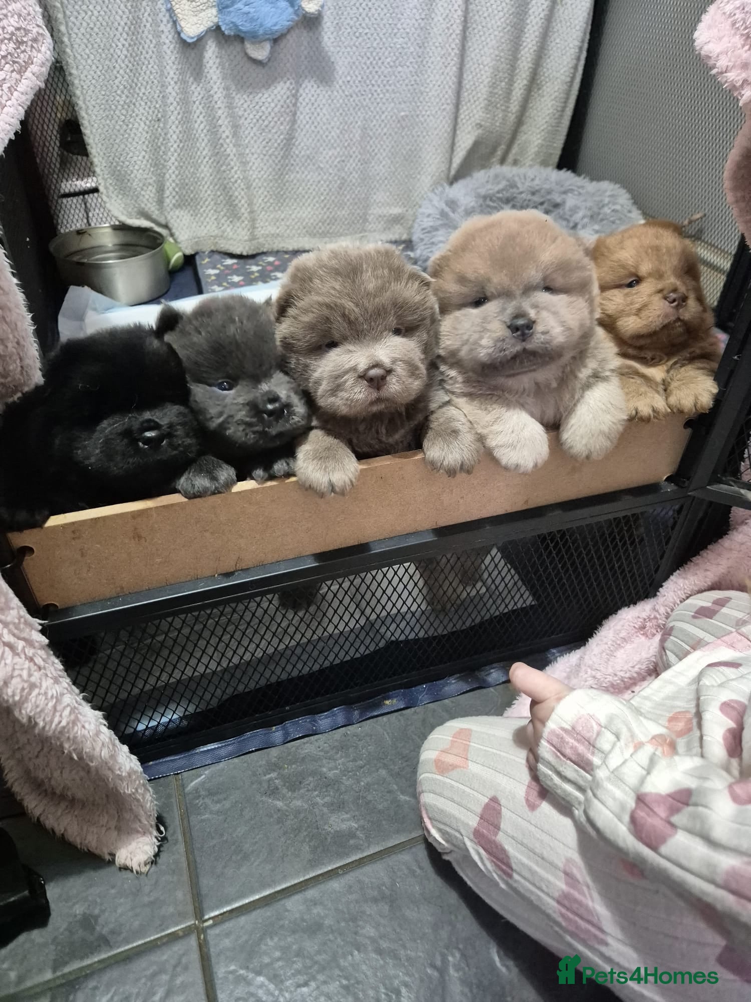 Chow Chow dogs Beautifull teddybear chow chows - Advert 9