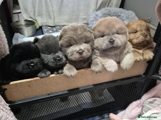 Chow Chow dogs Beautifull teddybear chow chows - Advert 9