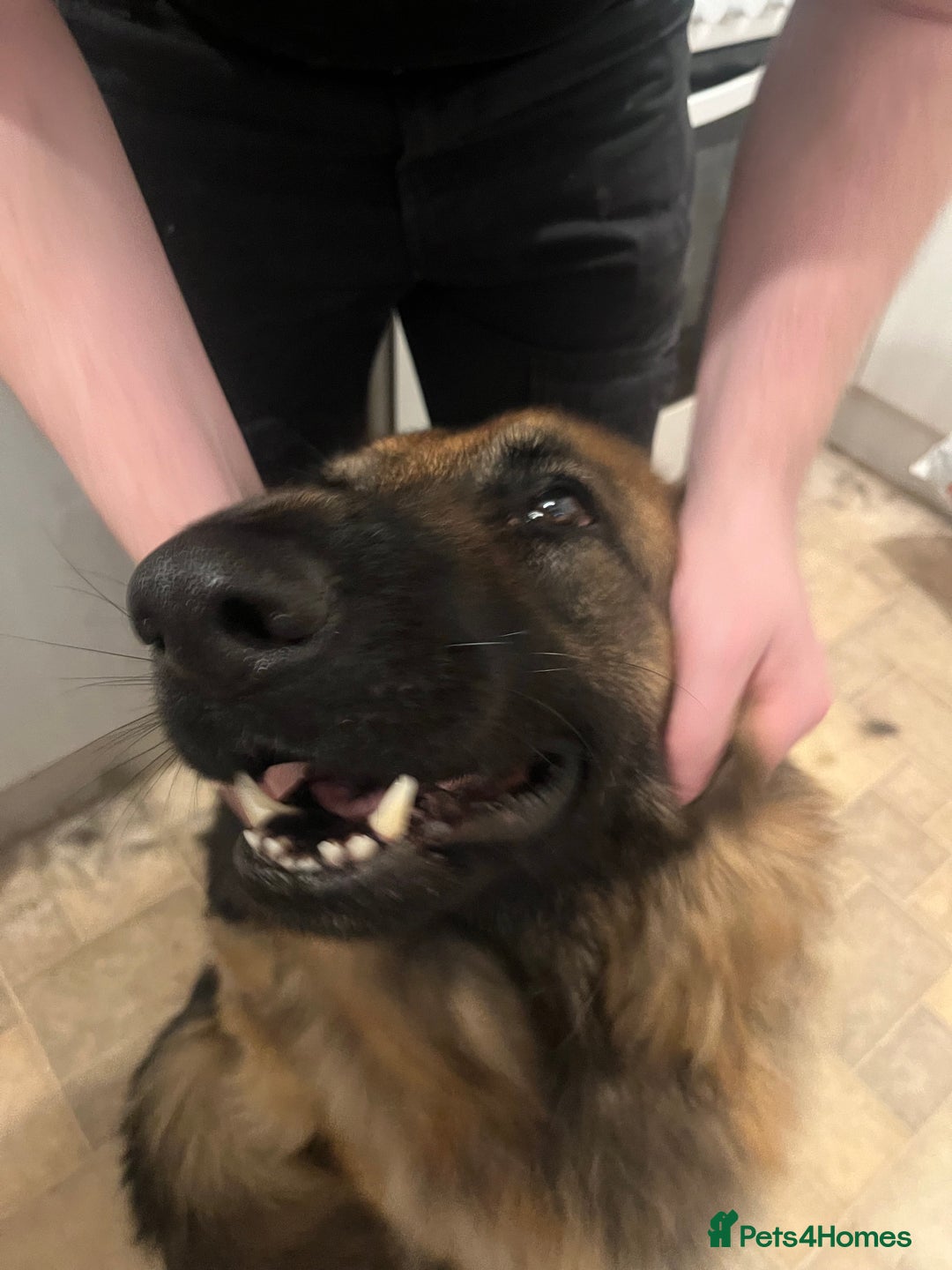 German Shepherd dogs for sale: German Shepherd Male  - Image 4