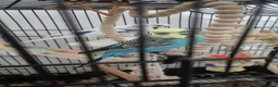 Budgerigars birds for sale: Two male budgies - Advert 2
