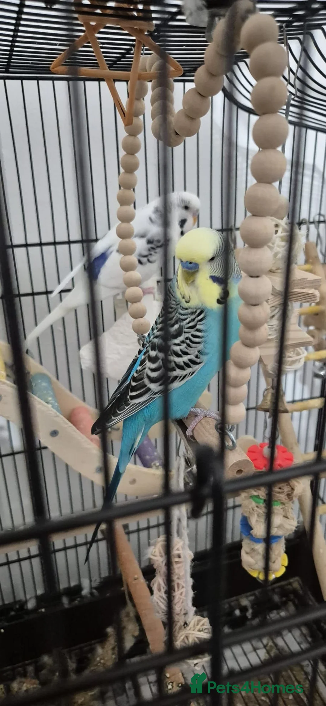 Budgerigars birds for sale: Two male budgies - Advert 2