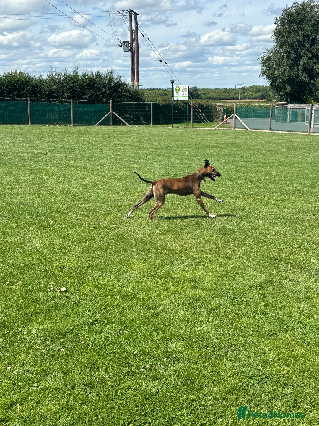 Lurcher dogs for stud: Collie x Whippet stud  in Swadlincote - Advert 6