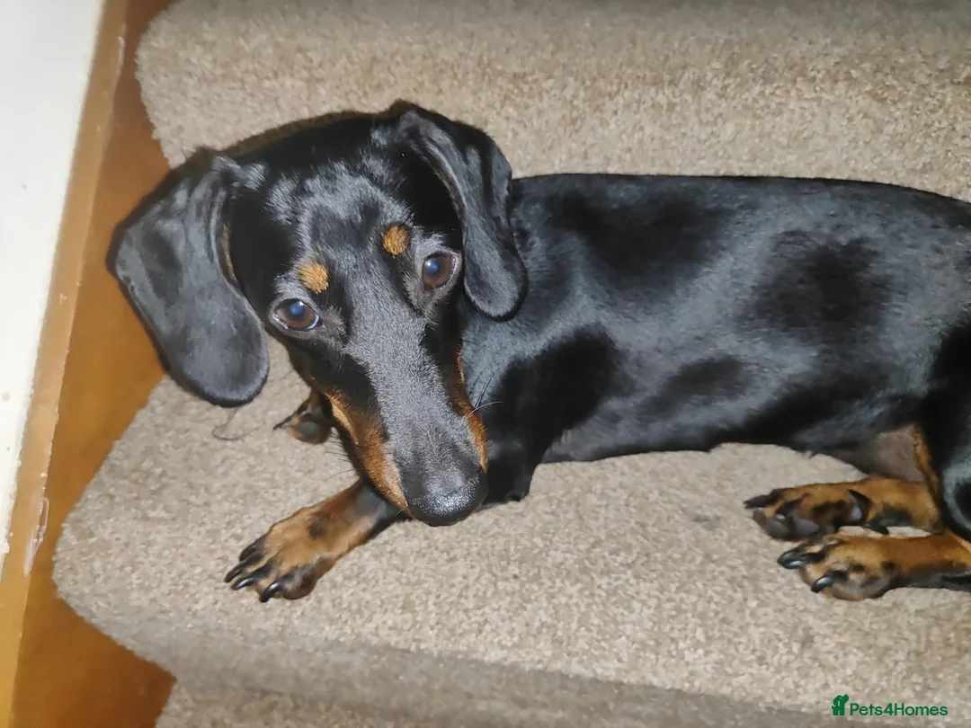 Dachshund dogs for sale: Poppy - Advert 2