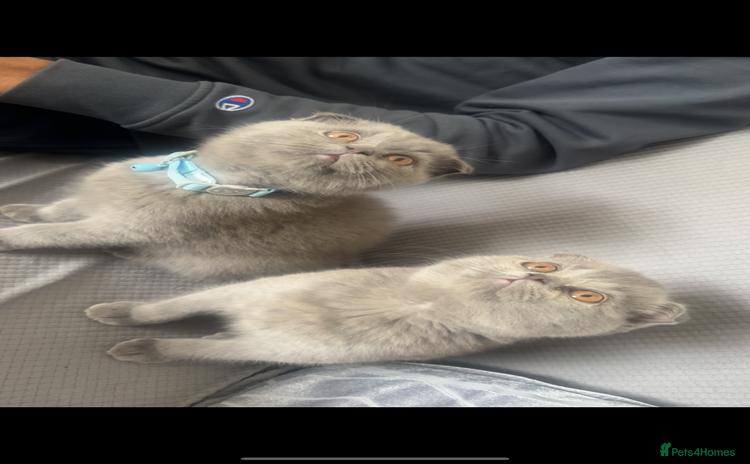 Scottish Fold cats - Advert 6
