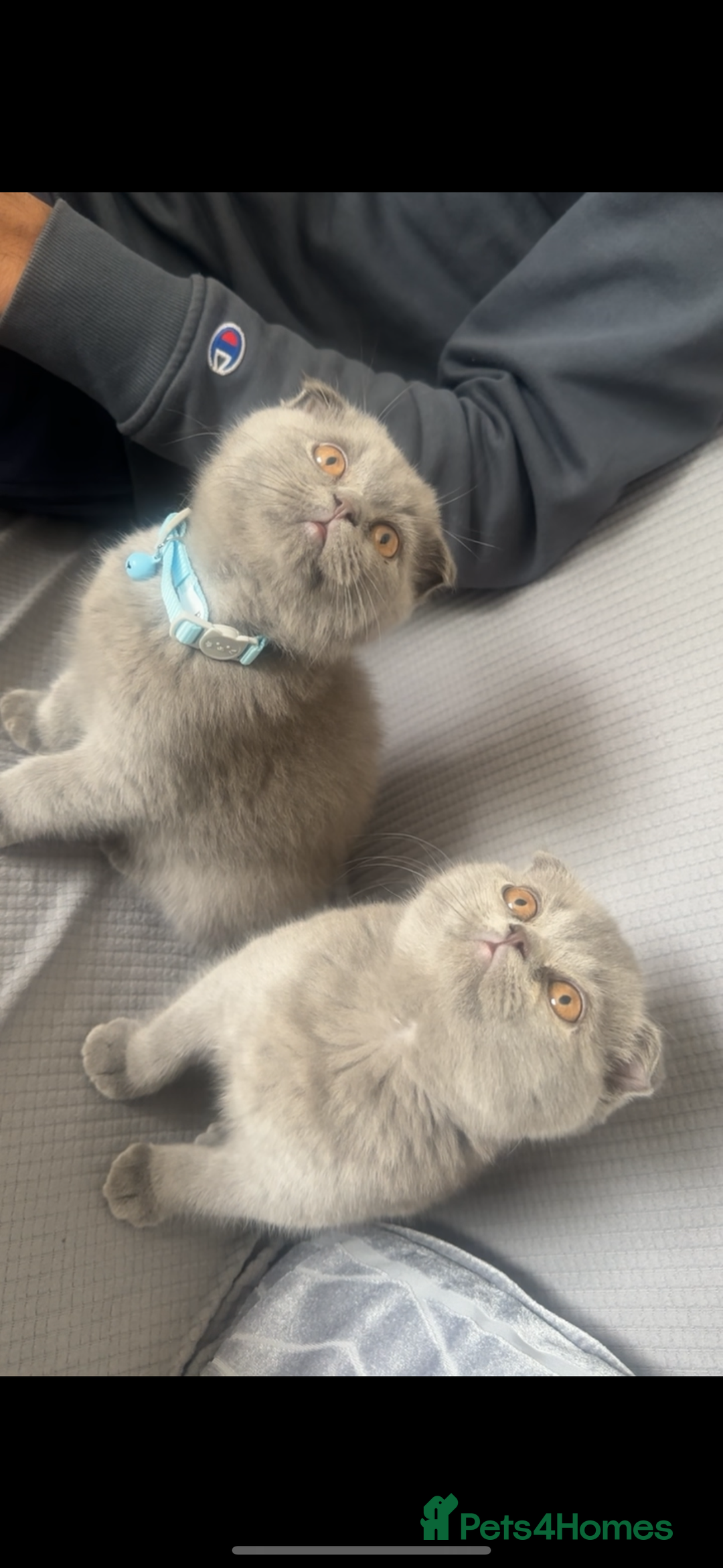 Scottish Fold cats for sale: Scottish fold Girl and Boy - Image 1