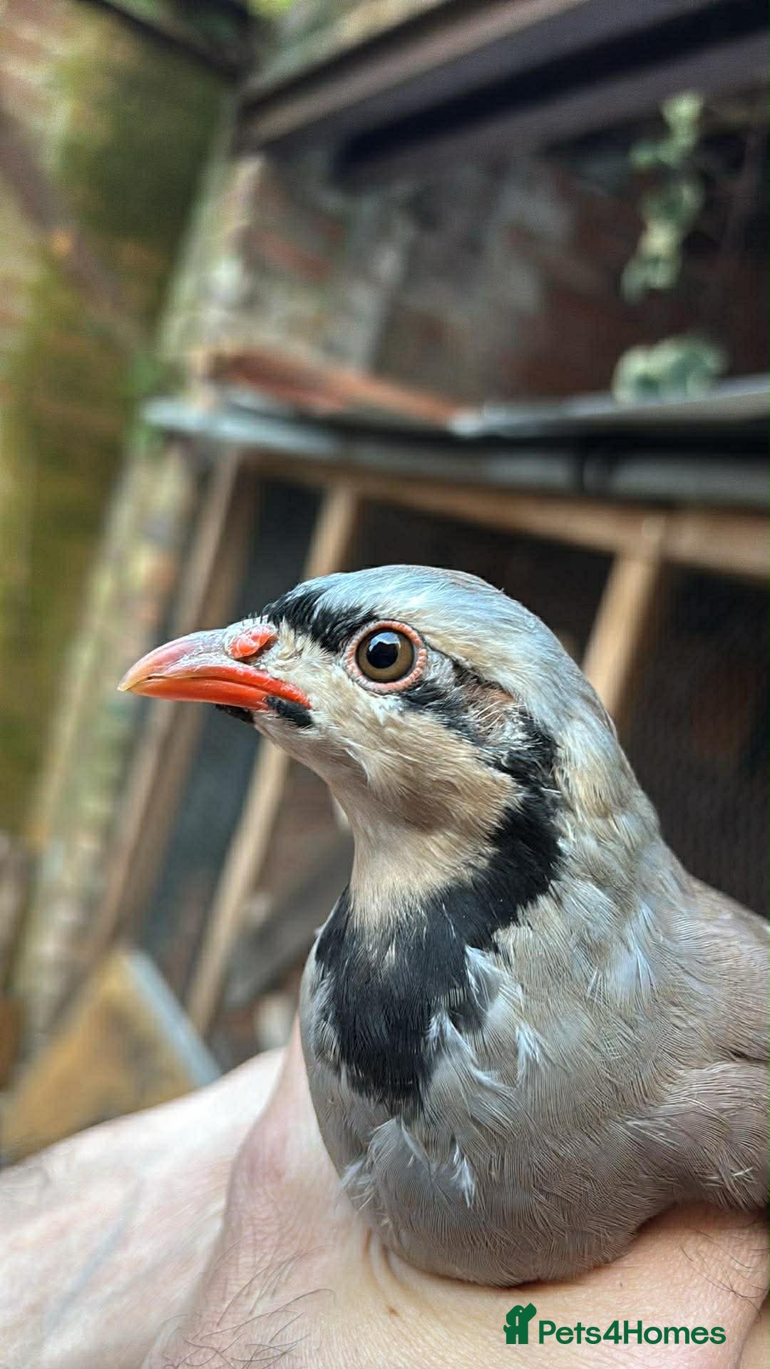 Mixed Breed birds Chukar partridge for sale  - Advert 1
