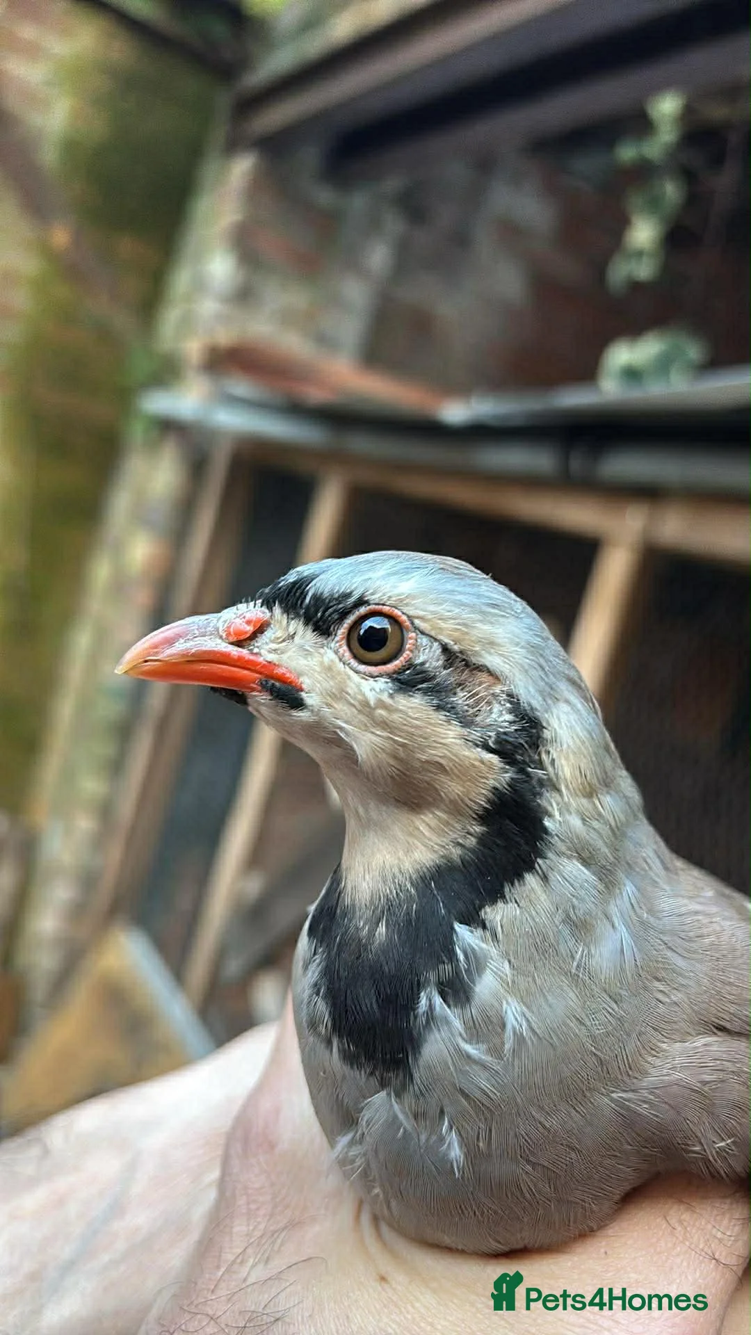 Mixed Breed birds for sale: Chukar partridge for sale  - Advert 1