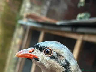 Mixed Breed birds Chukar partridge for sale - Advert 10