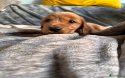 Cocker Spaniel dogs for sale: Show line cocker spaniels - Image 7