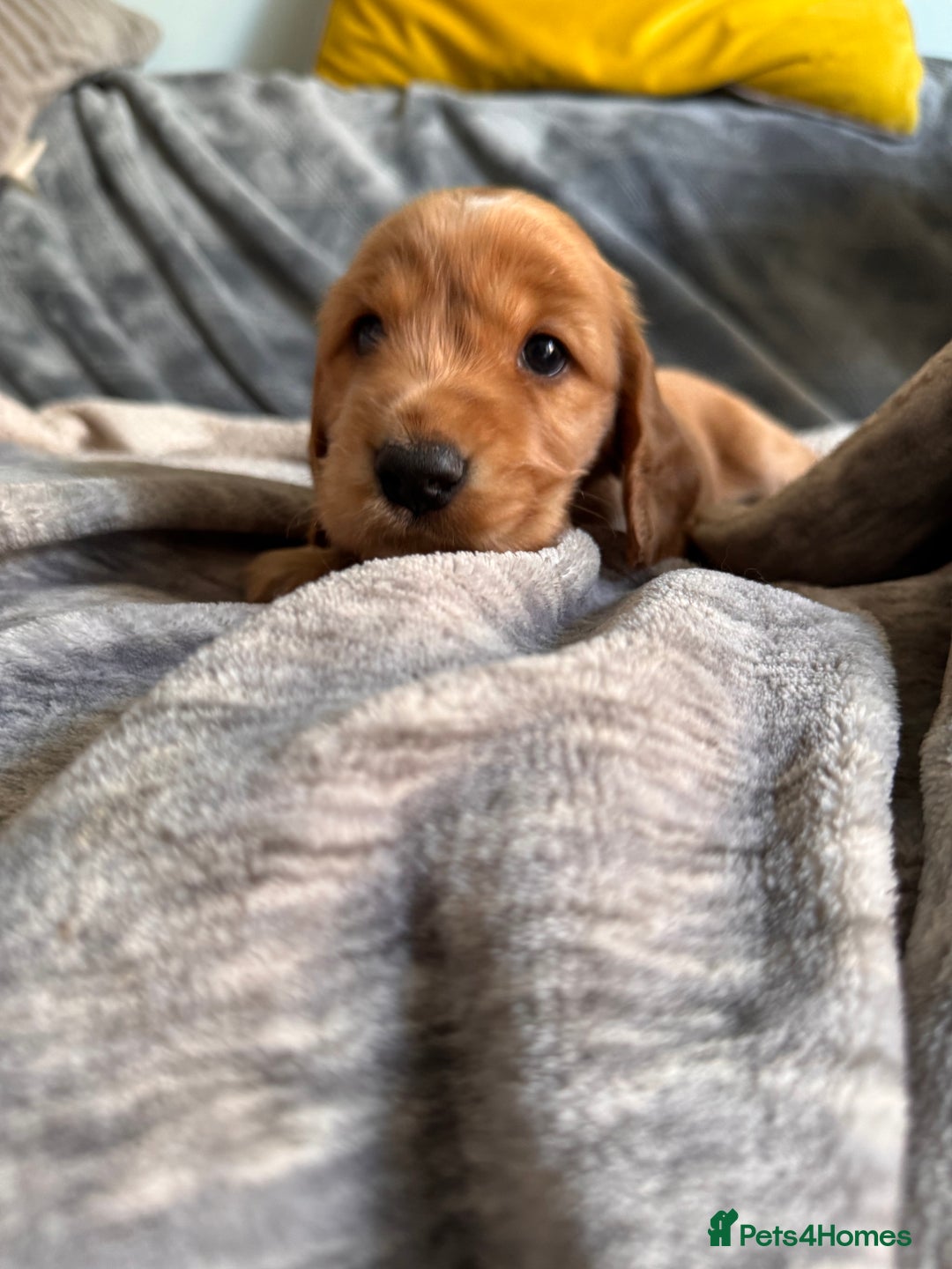 Cocker Spaniel dogs for sale: Show line cocker spaniels - Image 7