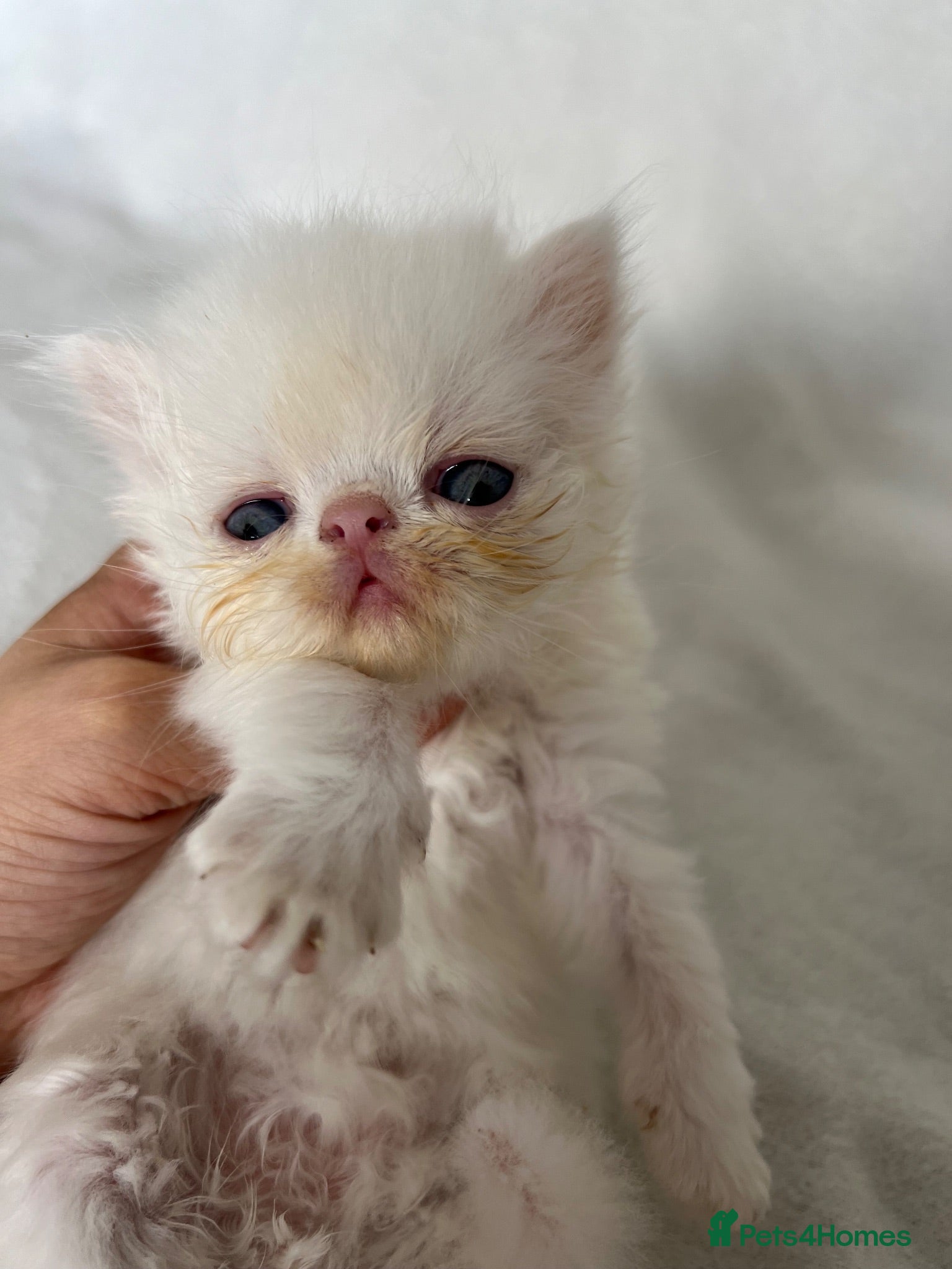 Persian cats GCCF Registered Persian Kittens - Advert 7