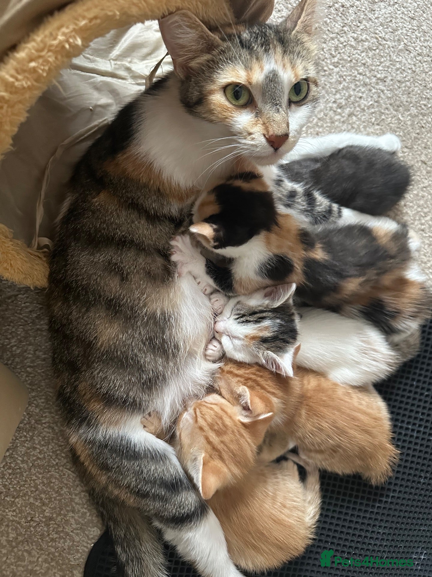 Mixed Breed cats 3 female kittens 10 weeks old - Advert 2