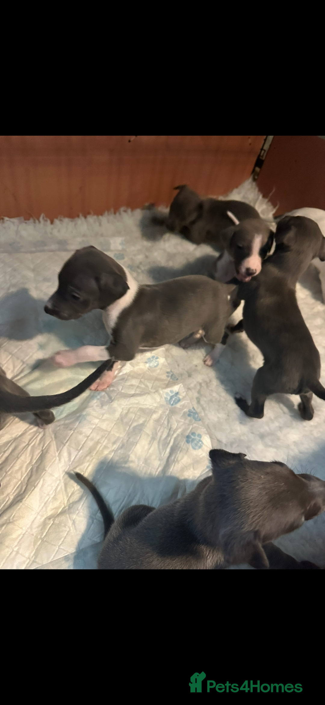 Mixed Breed dogs for sale: Whippet x Italian Greyhound Pups - Advert 14
