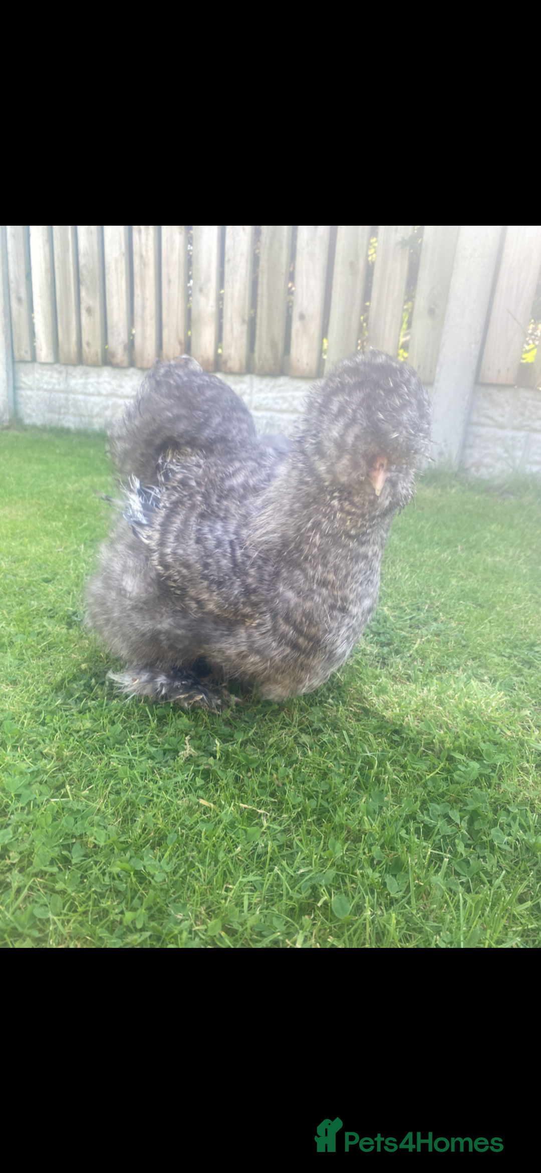 Chickens poultry for sale: 5 female silkies  - Image 4
