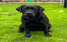 Labrador Retriever dogs for sale: 2 Show Type Black Boys - KC Reg Chunky Pups - Image 6
