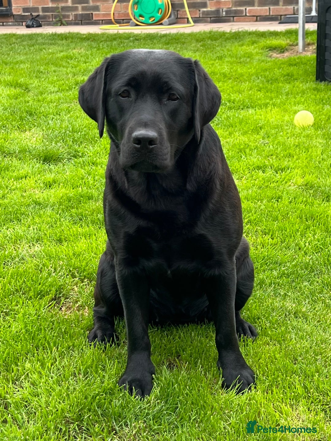 Labrador Retriever dogs for sale: 2 Show Type Black Boys - KC Reg Chunky Pups - Image 6