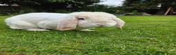 French Lop rabbits for sale: Beautiful baby French Lop bucks in Stone - Advert 8