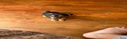 Jack Russell dogs for sale: Jack Russell pups - Advert 9