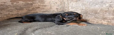 Mixed Breed 1