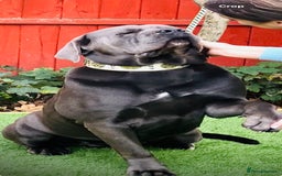 Cane Corso dogs for stud: MAXIMUS - STUD AVAILABLE  - Image 2
