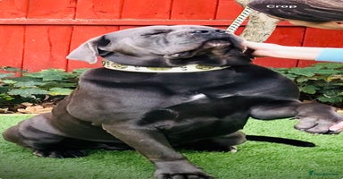 Cane Corso dogs - Advert 5