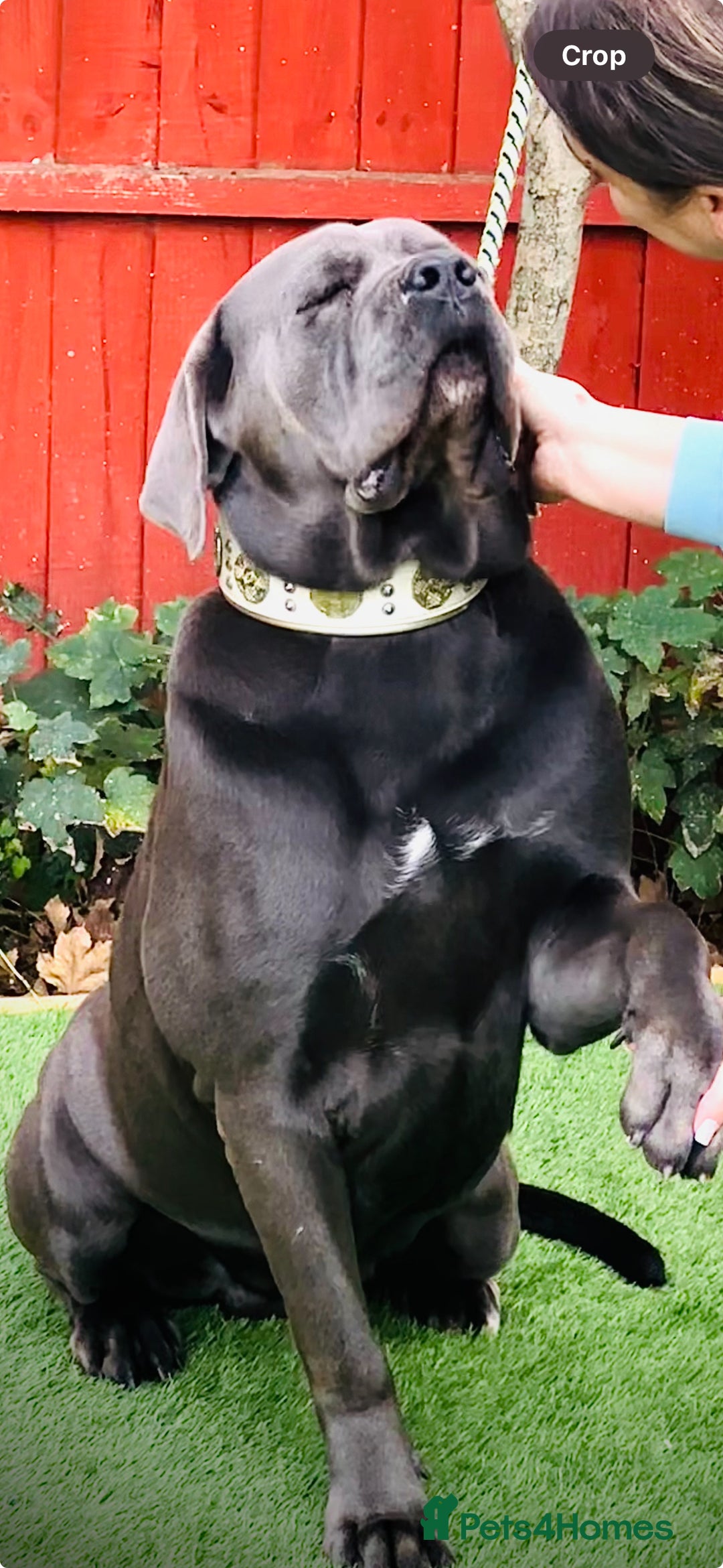 Cane Corso dogs for stud: MAXIMUS - STUD AVAILABLE  - Image 2