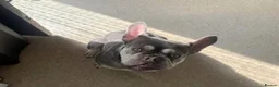 French Bulldog dogs for sale: Beautiful French bulldog NEEGAN  in Wakefield - Advert 1