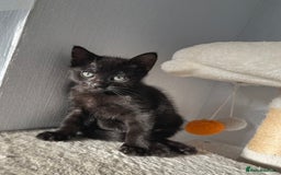 Mixed Breed cats for sale: Russian Blue mix breed kittens  - Image 3