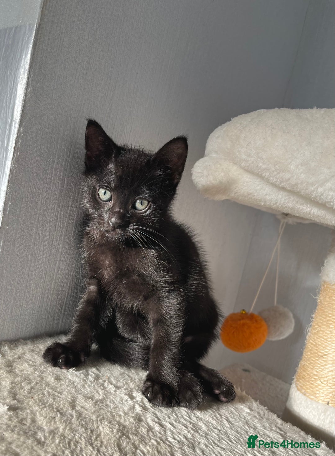 Mixed Breed cats for sale: Russian Blue mix breed kittens  - Image 3