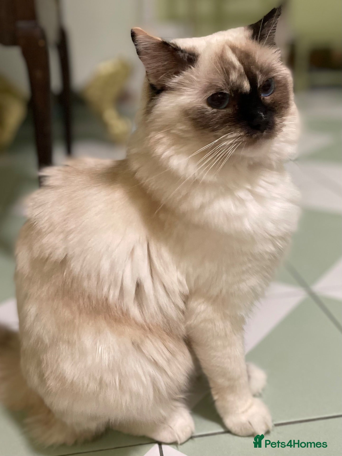 Ragdoll cats GCCF. Perfect Ragdolls ready to go. - Advert 2