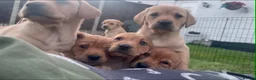 Labrador Retriever dogs for sale: 9 Labrador puppies looking for forever homes ❤️ - Advert 12