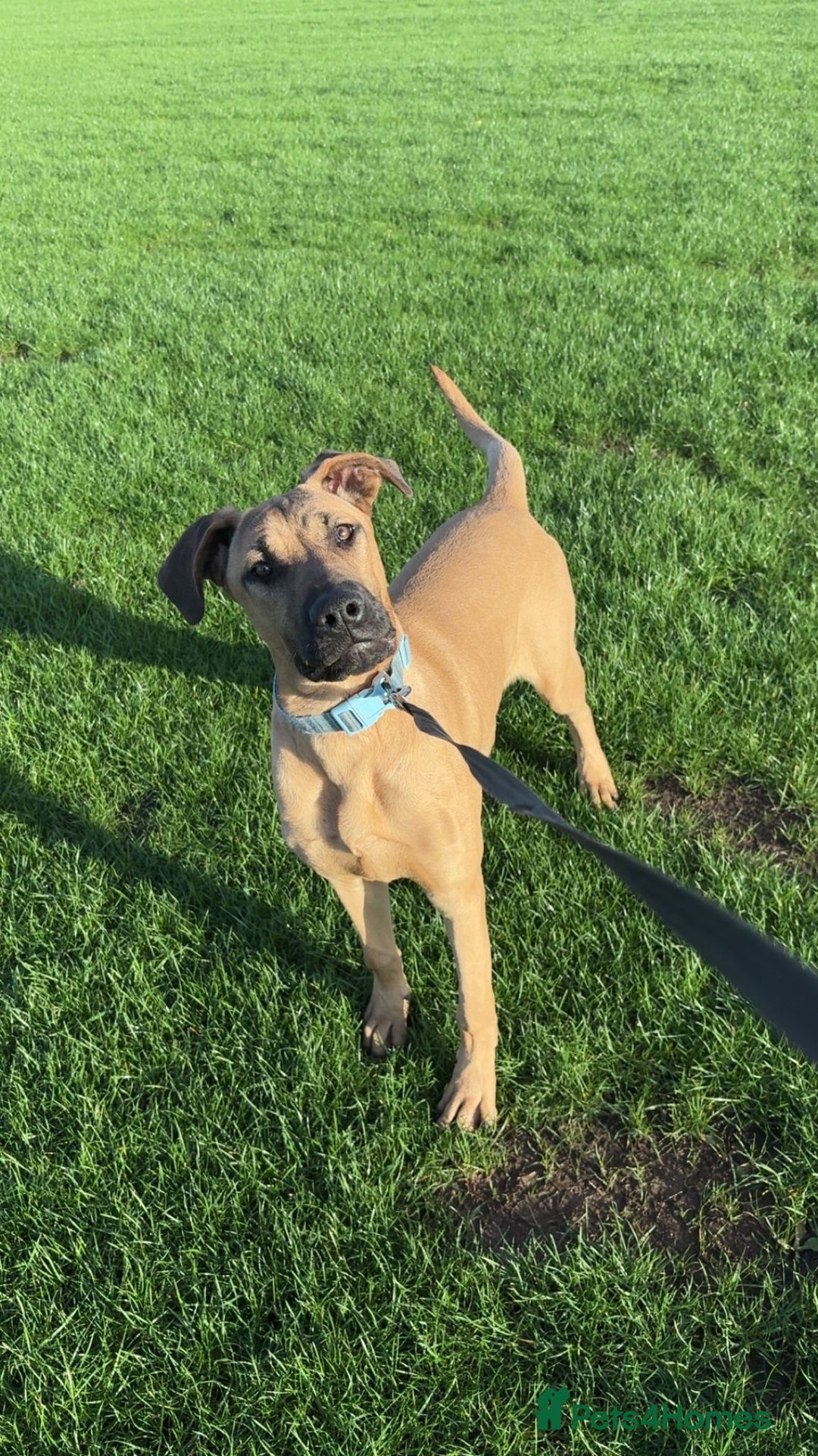 Mixed Breed dogs for sale: Gerrard - Doberman x Presa Canario - Advert 4