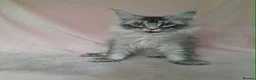 Maine Coon cats for sale: black smoke/polydactyl maine coonTICA kittens - Advert 7